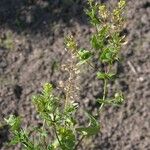 Lepidium perfoliatum Hábito