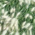 Pennisetum orientale অভ্যাস