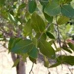 Quillaja saponaria Leaf