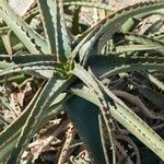 Aloe dawei 葉