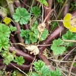 Malva neglecta Ŝelo