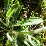 Erigeron uniflorus Leaf