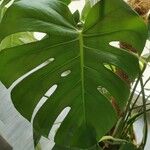 Monstera deliciosa Leaf
