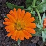 Calendula officinalis Flower