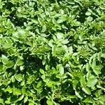 Nasturtium microphyllum Blad