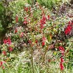 Fuchsia magellanica Habit