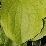 Dioscorea urophylla Leaf