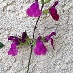 Salvia microphylla Flor