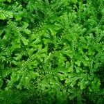 Selaginella stenophylla Лист