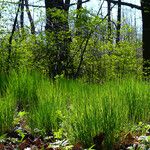 Molinia caerulea Tervik taim