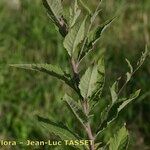 Sisymbrium strictissimum Frukt