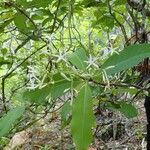 Psychotria canalensis Flor