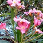 Nerium oleander 花