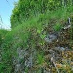 Festuca lemanii Habitatea