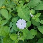 Ipomoea pes-tigridis Flower