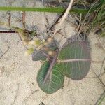 Asclepias humistrata Leaf