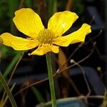 Ranunculus lingua Blomma