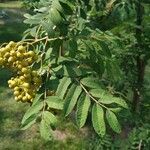 Sorbus americana Blatt