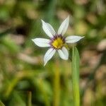 Sisyrinchium rosulatum Flower