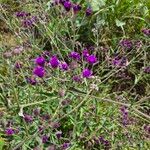 Gutenbergia cordifolia Floro