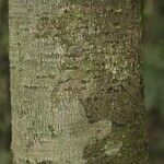 Licania densiflora Bark