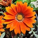 Gazania linearisFiore