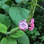 Stachytarpheta mutabilis फूल