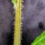 Leucanthemum adustum Bark