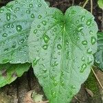 Rudbeckia fulgida Leaf