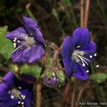 Phacelia parryi Kvet