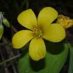 Oxalis grandis പുഷ്പം