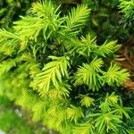 Taxus canadensis 葉