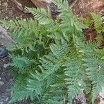 Dryopteris intermedia Hoja