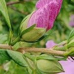 Hibiscus syriacus Blomma