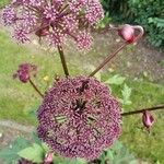 Angelica gigas Blomst