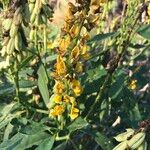 Crotalaria mitchellii Цветок