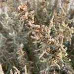 Atriplex canescens Плод