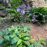 Scutellaria integrifolia Flower