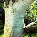 Betula utilis Ŝelo