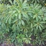 Schefflera digitata Hoja