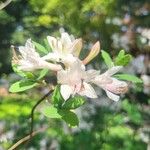 Rhododendron atlanticum Flor