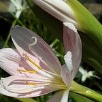 Hesperantha coccinea Flor