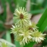 Cyperus ligularis Fruto