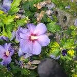 Hibiscus syriacusLorea