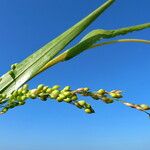 Panicum miliaceum 葉