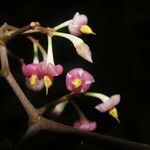 Ardisia auriculata Virág