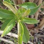 Cestrum parqui Feuille