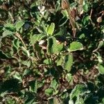 Cistus salviifoliusLeaf