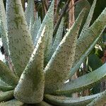 Aloe ferox Folha