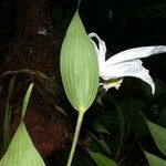 Sobralia chrysostoma 花